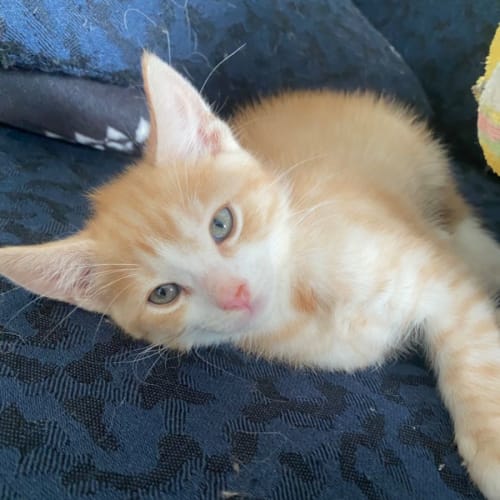 Wolfe **2nd Chance Cat Rescue**
