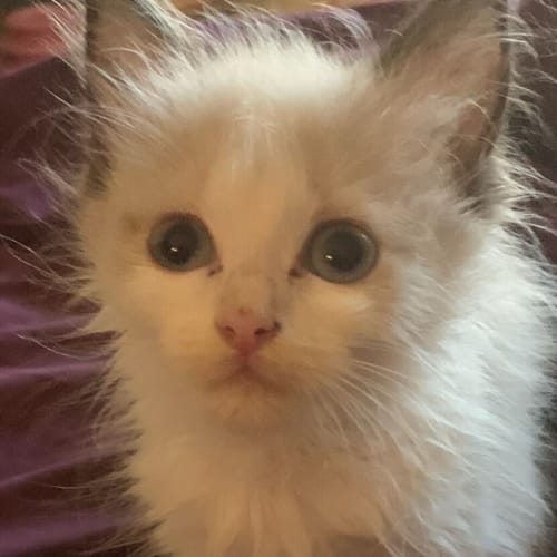 Freya