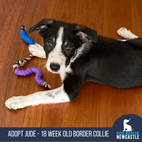Jude - 18 Week Old Border Collie (Trial)