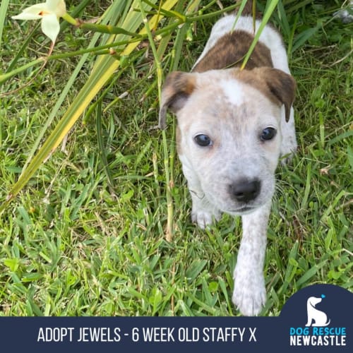 Jewels - 6 Week Old Staffy (Trial)