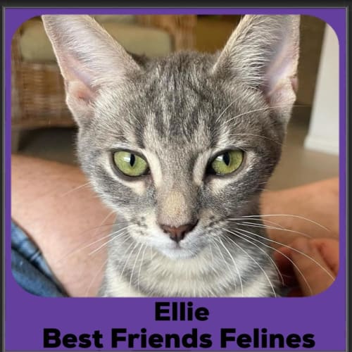 Ellie
