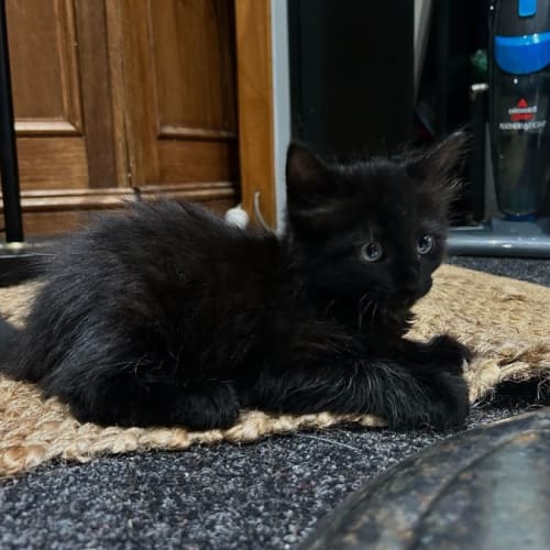 Onyx ** 2nd Chance Cat Rescue**