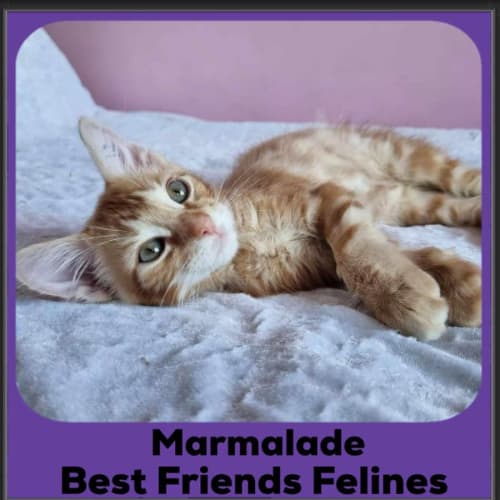 Marmalade