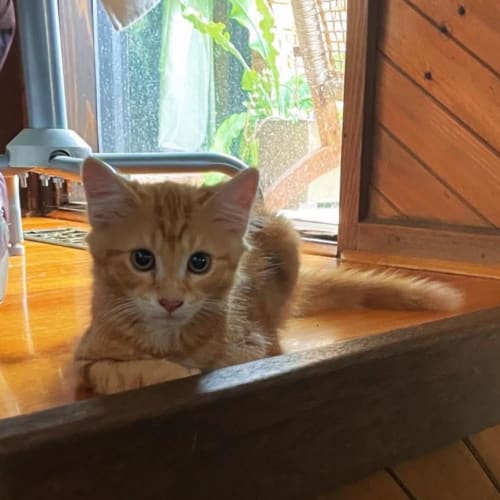 Tommy *9 Lives Project*