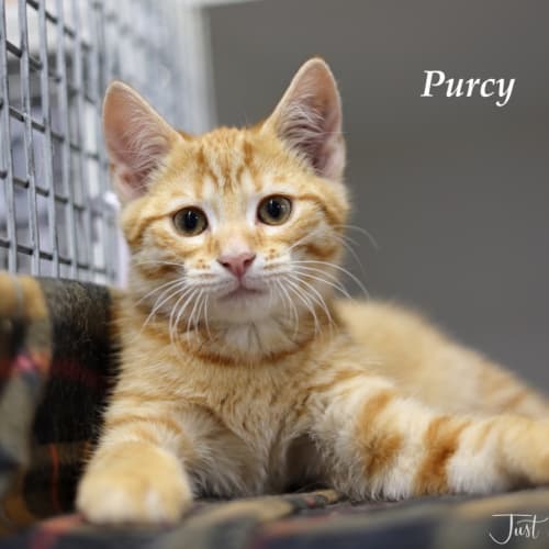 Purcy