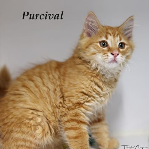 Purcival