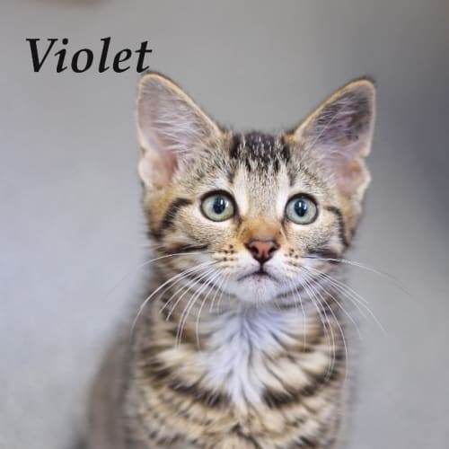 Violet - Petstock