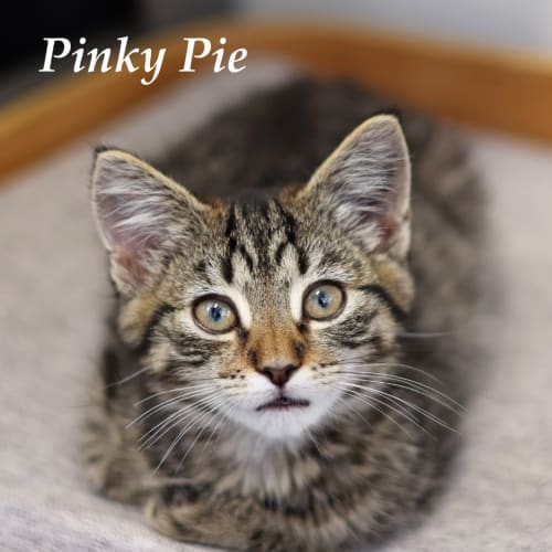 Pinky Pie
