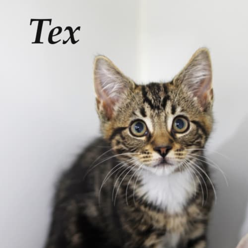 Tex