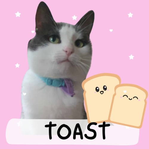 🍞 Toast 🍞