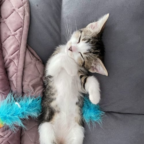 Itty Bitty
