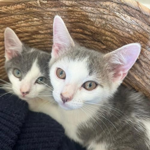 Pedro & Pepe Le Pew