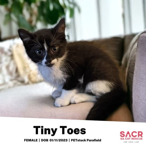Tiny Toes
