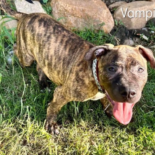 Vampi