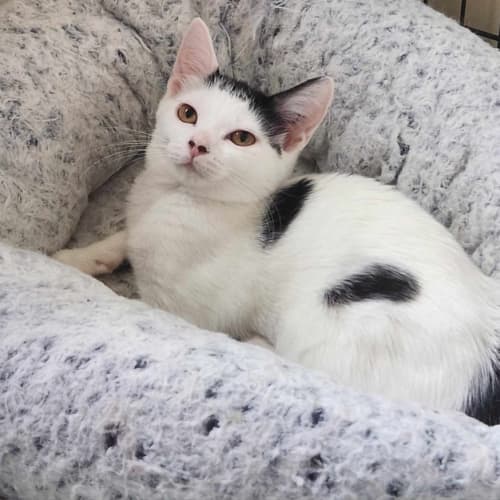 Gertie - Located in Preston