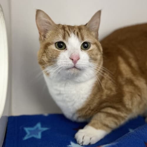 Bartholomeow 
