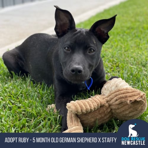 Ruby - 5 Month Old German Shepherd X Staffy