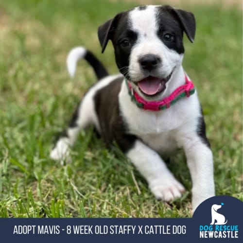 Mavis - 8 Week Old Staffy X Cattle Dog (Trial)