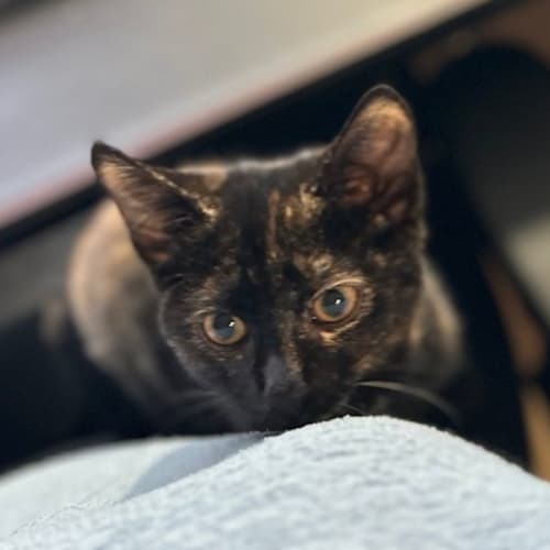 Pepper - Located in Surrey Hills