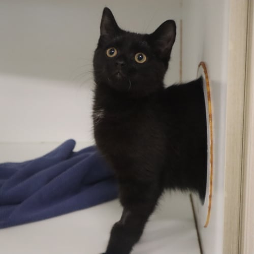 Sammy