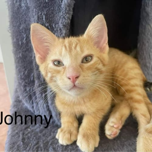 Johnny
