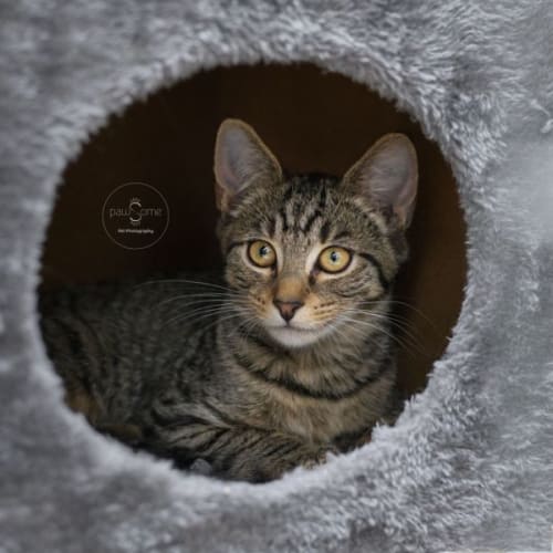 Kim **2nd Chance Cat Rescue**