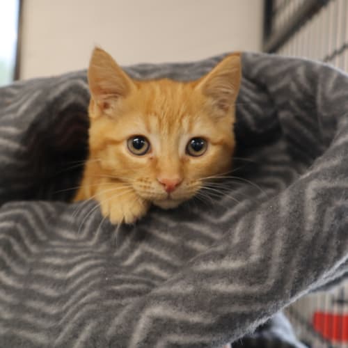 Cheeto