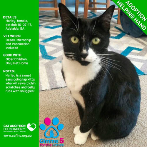 Harley Helping Hand Adoption!