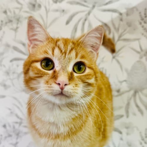 Simba - Located in Westmeadows