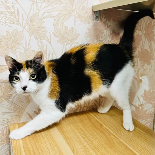 Luna - Located in Preston