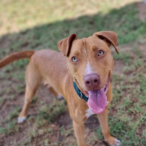 No photo for Chutney