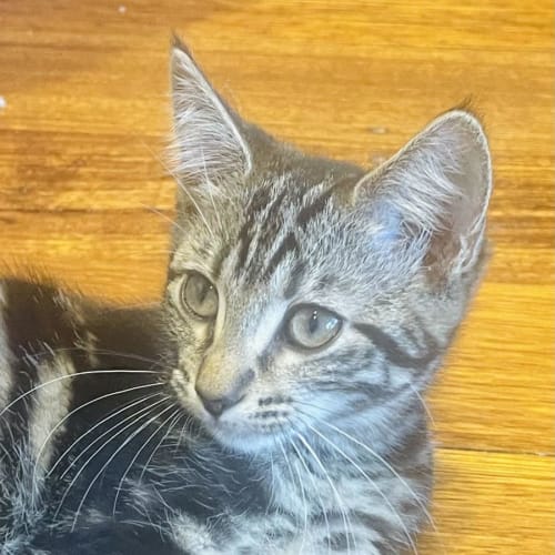 Isla  ***Adoption Day This Sat***