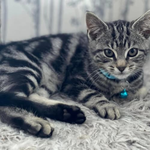 Echo ** 2nd Chance Cat Rescue**