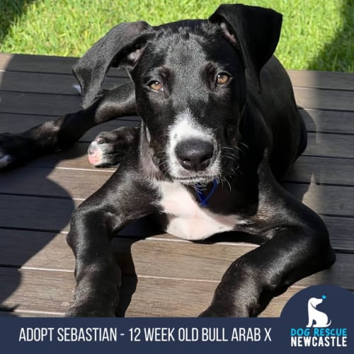 Sebastian - 12 Week Old Bull Arab X (Trial)
