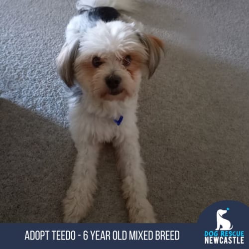 Teedo - 6yo Shih Tzu mix (Trial)