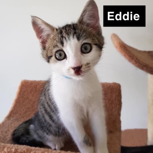 Eddie - Petstock
