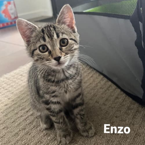 Enzo