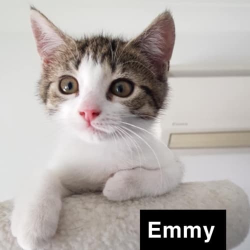 Emmy