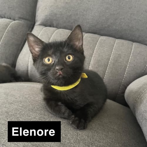 Elenore - Petstock