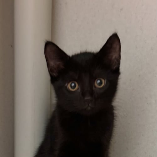 Nymeria 