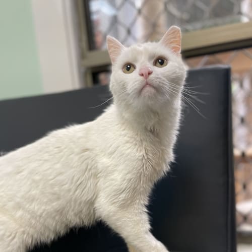 Kimba