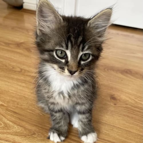 Otto - Located in Bentleigh East