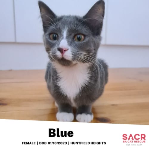 Blue