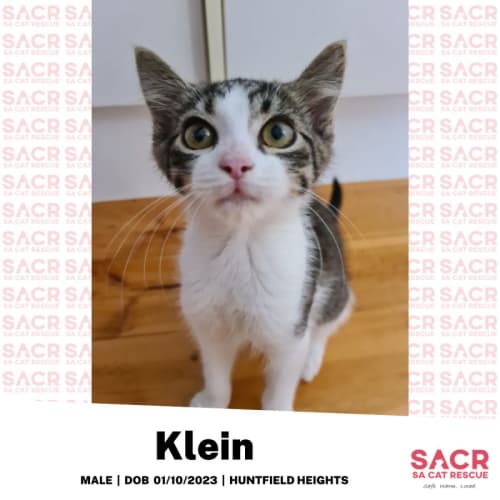 Klein