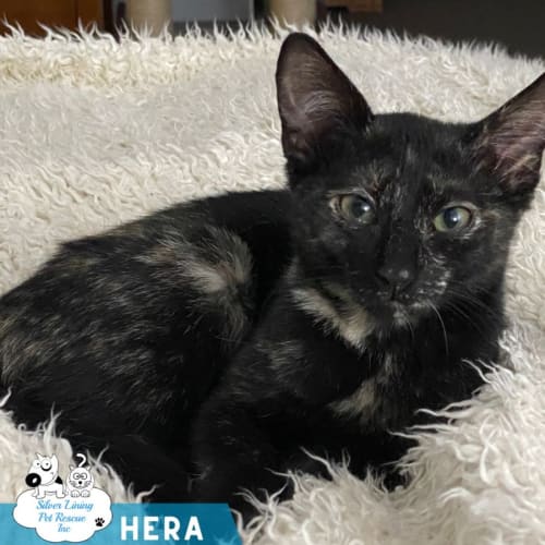 Hera