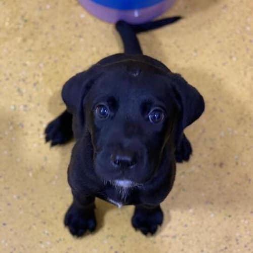 Skye