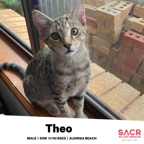 Theo