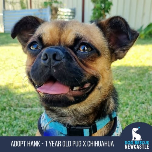 Hank - 1 Year Old Pug X Chihuahua (Trial)