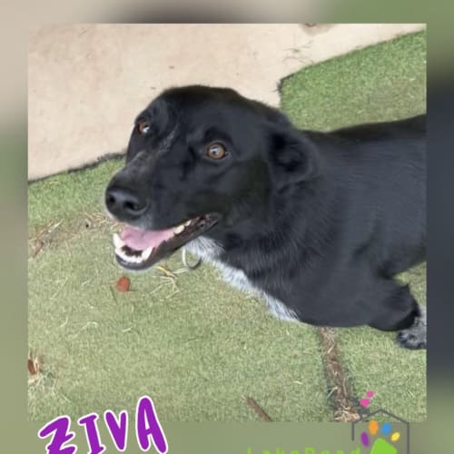 Ziva