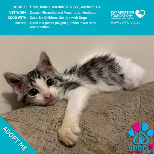 Hana Kittens Just $100 This Weekend!